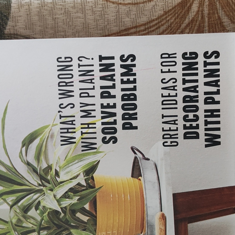 MAGAZINE: HOUSEPLANTS - Picture 4 of 15